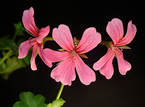 Pelargonium peltatum